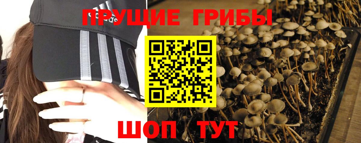 Галлюциногенные грибы мухоморы  Псилоцибиновые грибы MAGIC MUSHROOMS  Заводоуковск  Вход с VPN 